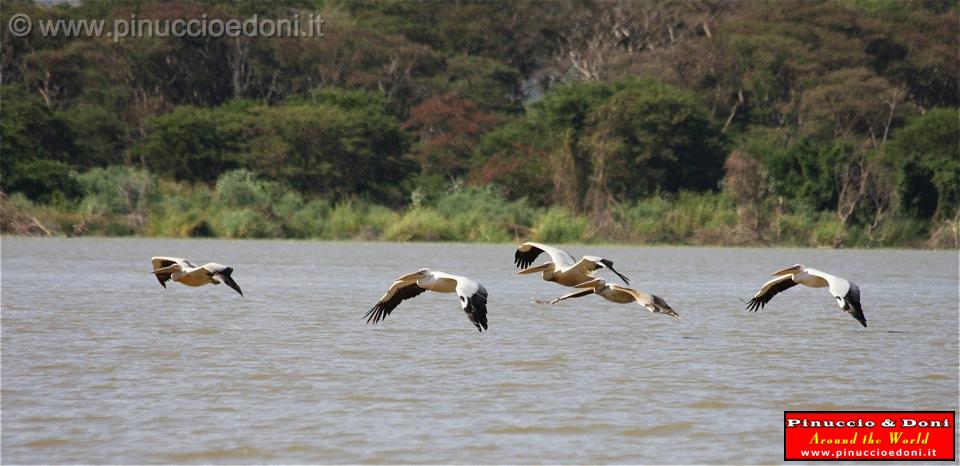 Ethiopia - Lago Chamo - Pellicani - 17.jpg